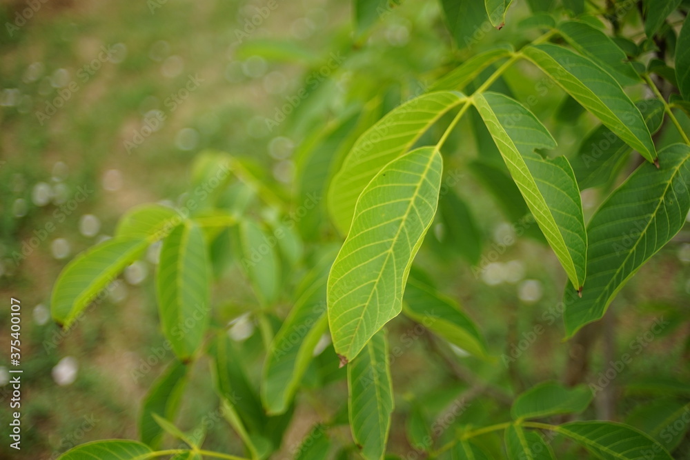 Young walnut tree with green foliage in the garden Young walnut tree with green foliage in the garden