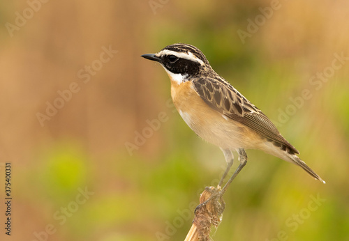 Closeup of a Whinchat perched on a wooden log, Bahrain