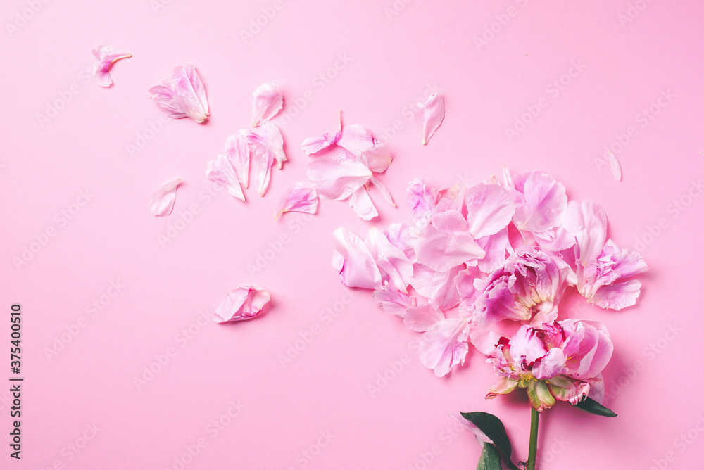 Beautiful peony flower with pink petals on pink background. Top view. Flat lay. Copy space