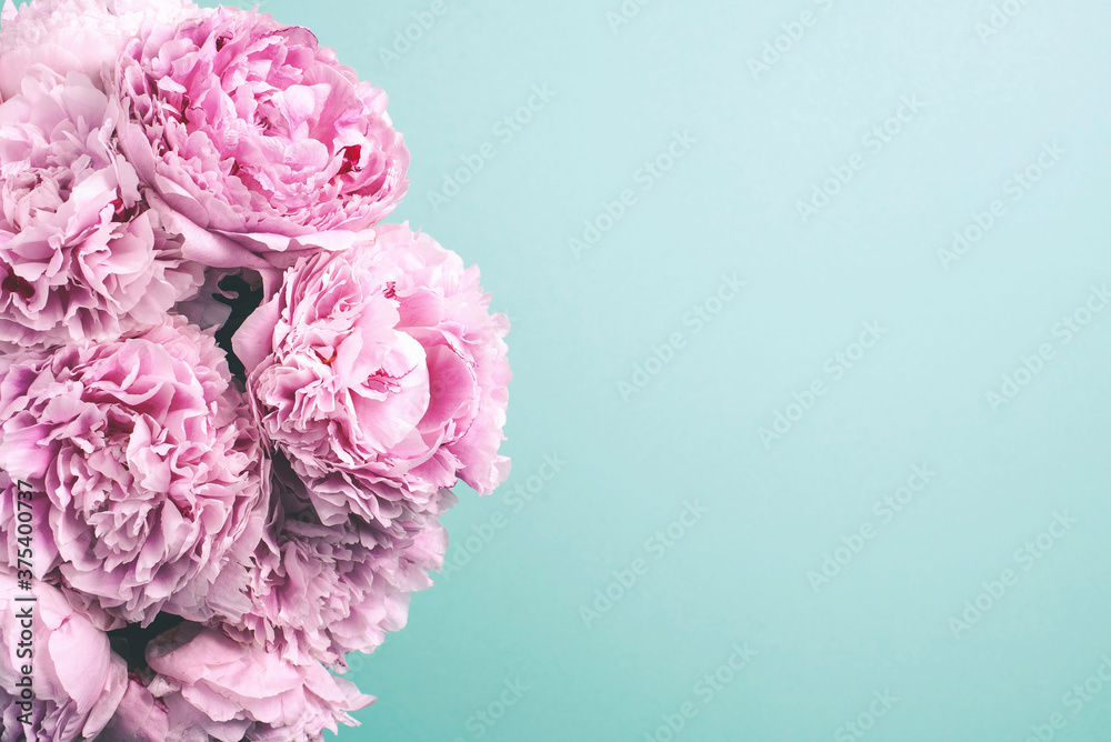 Pink peony flower on blue background. Copy space. Floral composition. Wedding, birthday, anniversary bouquet. Woman day, Mother's day. Macro of peonies flowers Pink peony flower on blue background. Copy space. Floral composition. Wedding, birthday, anniversary bouquet. Woman day, Mother's day. Macro of peonies flowers