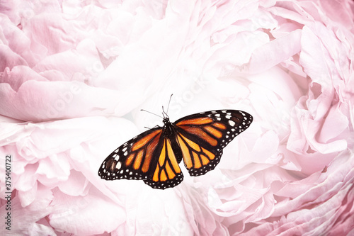 Amazing monarch butterfly on beautiful flowers, closeup