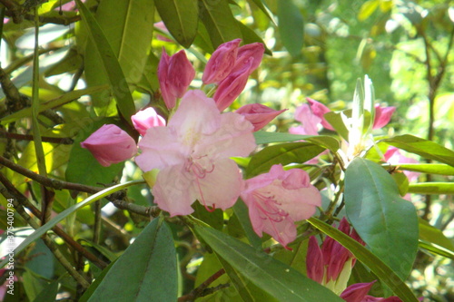 pink rose bush