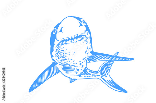 Vector blue shark isolated on white background, graphical illustration,logo element