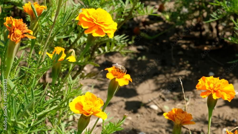 a bee collects nectar from marigold flowers in a flower bed a bee collects nectar from marigold flowers in a flower bed