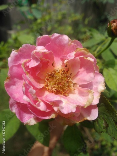 pink rose flower in the sunlight
