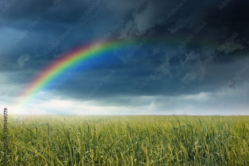 Amazing rainbow over wheat field under stormy sky Amazing rainbow over wheat field under stormy sky