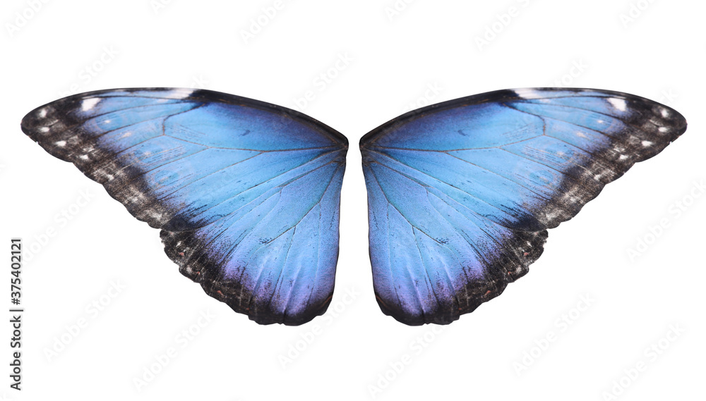 Fototapeta premium Beautiful morpho butterfly wings on white background