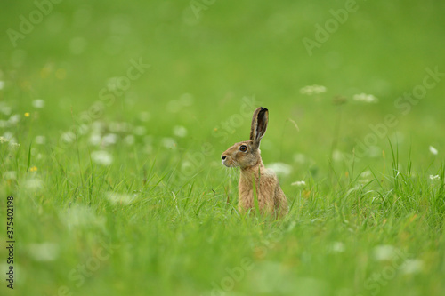 Portrait of brown hare wildlife on the meadow field