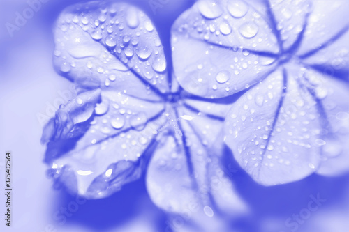 water drops on a blue flower