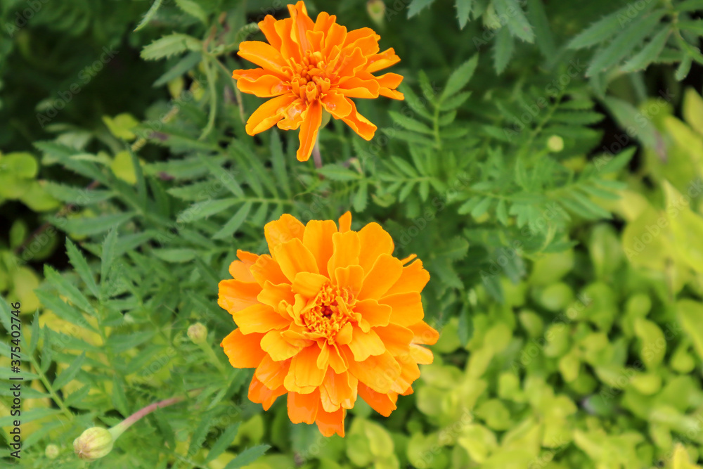 Beautiful bright orange marigold flowers Beautiful bright orange marigold flowers