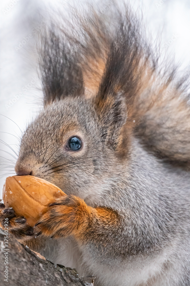 Obraz premium Portrait of a squirrel with nut in winter or autumn.