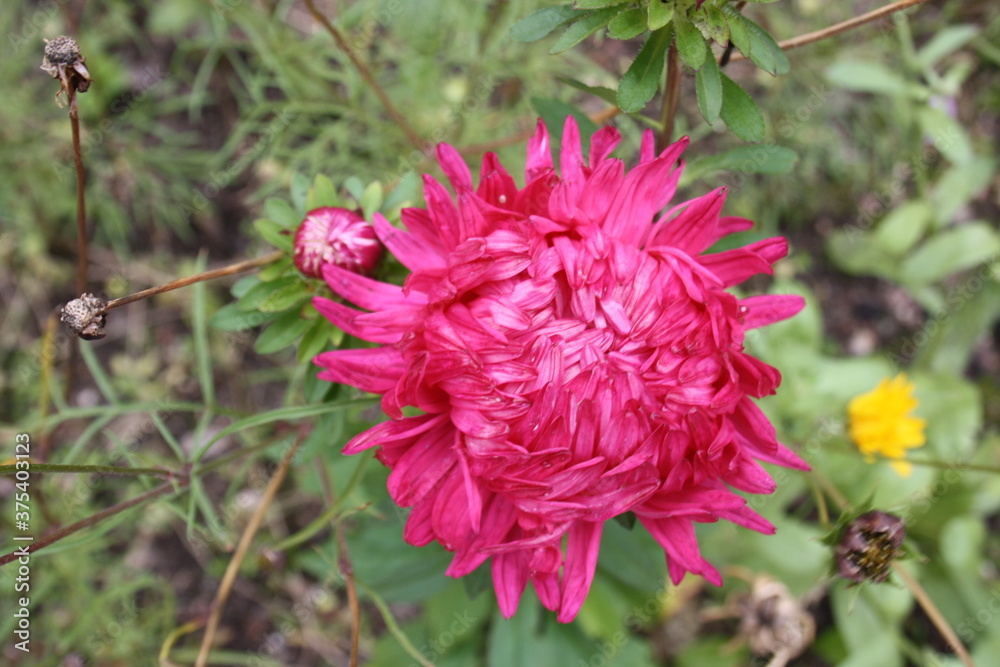 large flower of pink aster