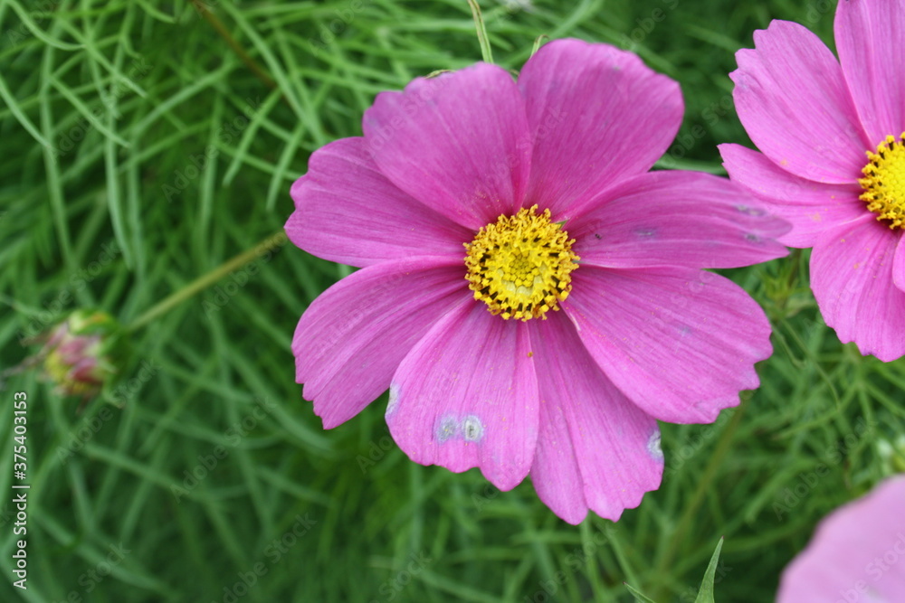 pink cosmos flower in garden pink cosmos flower in garden