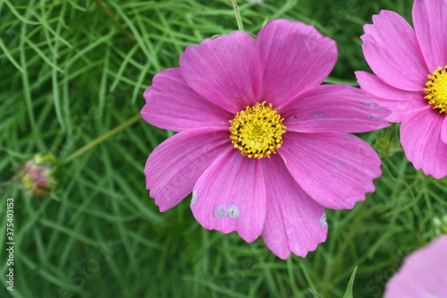 pink cosmos flower in garden