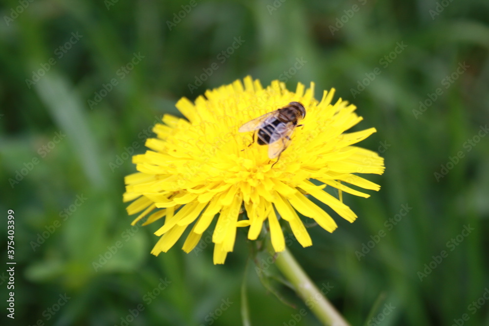 bee on dandelion flower close up close up bee on dandelion flower close up close up