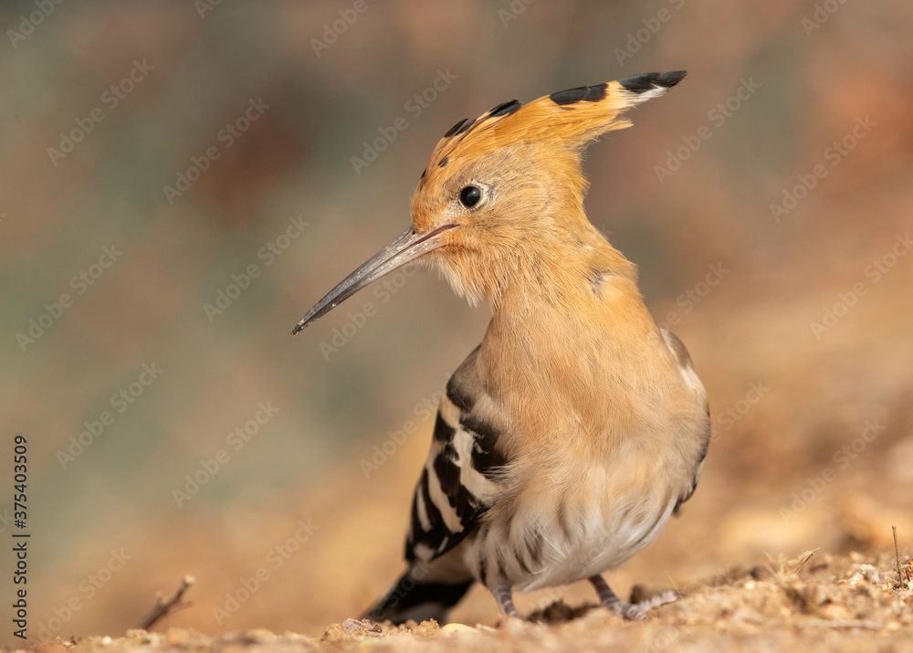 Closeup of a Hoopoe, Bahrain Closeup of a Hoopoe, Bahrain