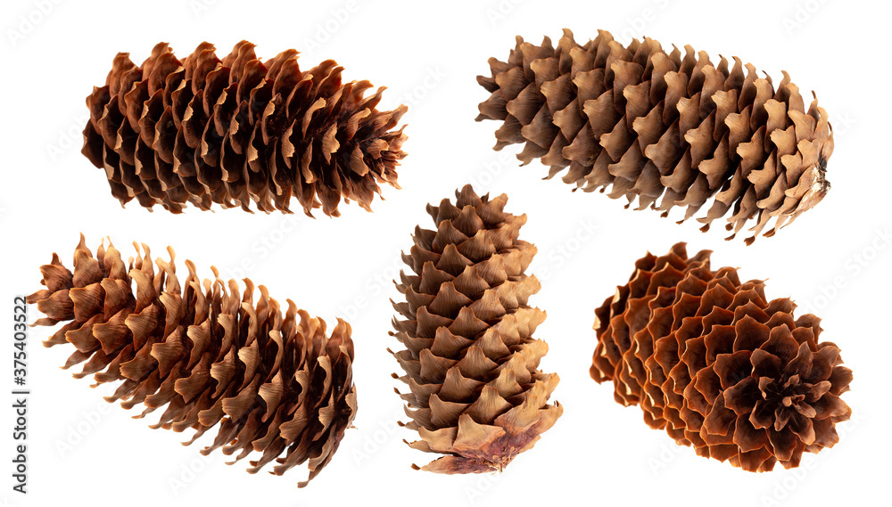 Fir cone isolated on white background with clipping path Fir cone isolated on white background with clipping path