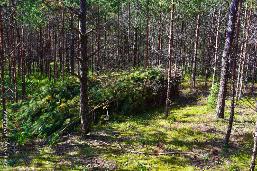 Obraz premium Large quantity of cut and stacked spruce timber in forest for transported. Stack of cut logs. Logging timber industry. Wood logs at illegal logging. Deforestation background