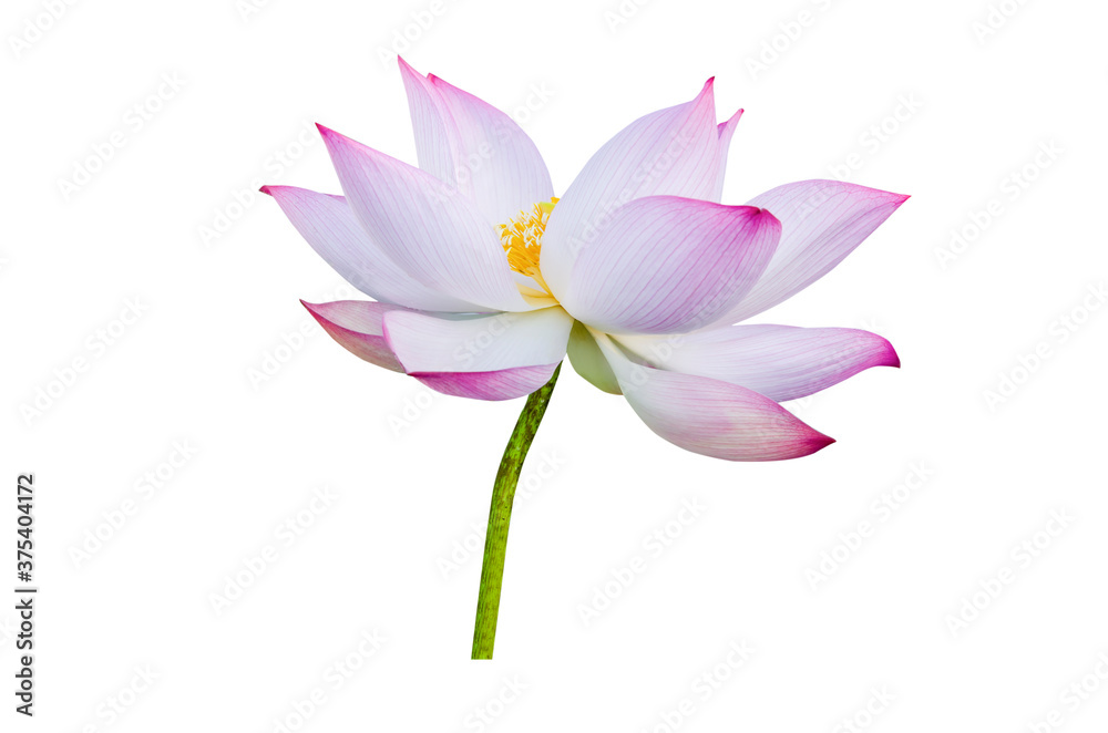 Lotus flower isolated on white background Lotus flower isolated on white background