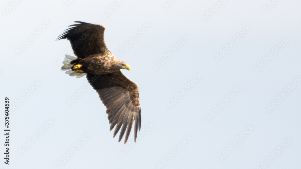 Fototapeta premium Seeadler