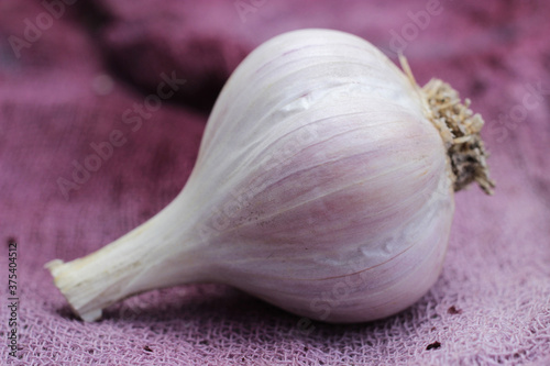 One head of healthy white garlic on purple cloth.