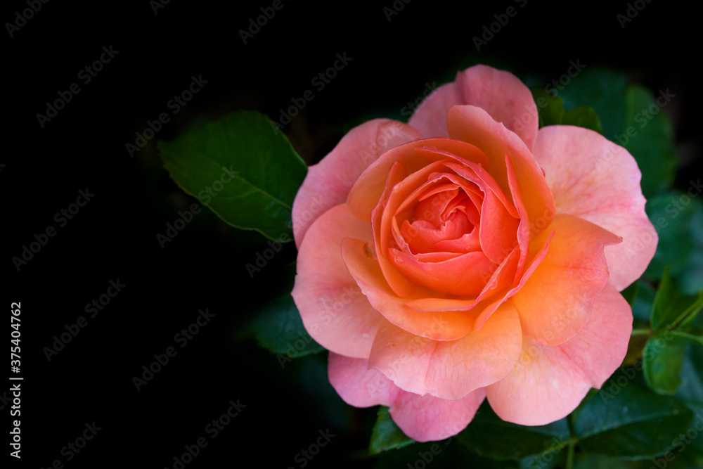single pink and orange rose single pink and orange rose
