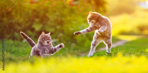 two striped cats play on a sunny green lawn bouncing high and releasing claws