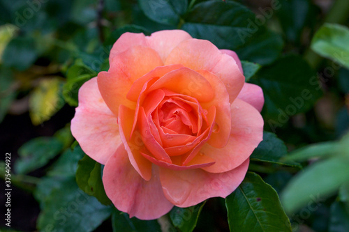 red and orange rose in garden