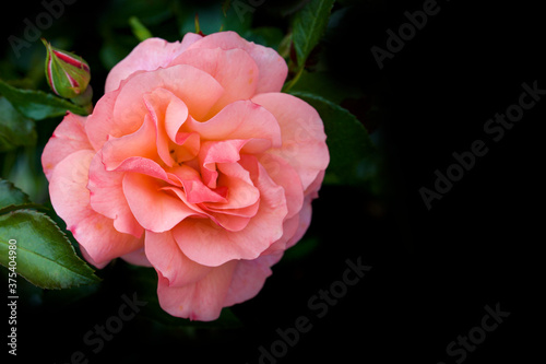 pink rose on black background