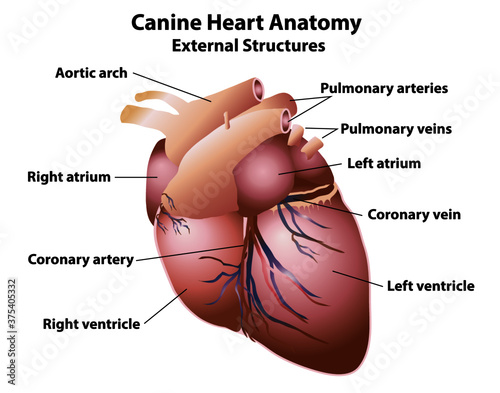 Canine heart with anatomy labels. External dog heart structures in a realistic style isolated on white background. Medical, healthcare, and science education.