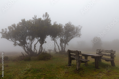 Picnic area among small trees in the foggy laurel forest on the island of Madeira
