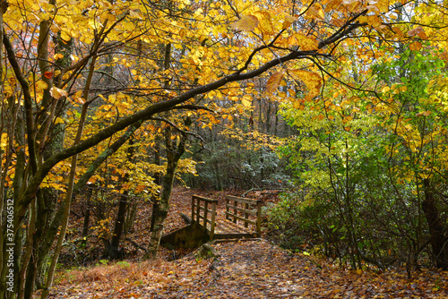 Autumn foliage in Rock Creek Park - Washington D.C.  USA