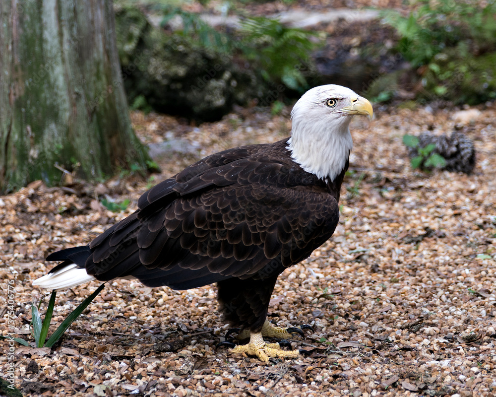Bald Eagle Stock Photos. Bald Eagle close-up profile view standing on gravel with blur foliage background, looking at the right in its environment and habitat. Eagle wings. Image. Portrait. Picture. Bald Eagle Stock Photos. Bald Eagle close-up profile view standing on gravel with blur foliage background, looking at the right in its environment and habitat. Eagle wings. Image. Portrait. Picture.