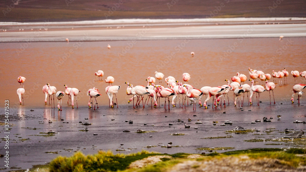 Fototapeta premium Flamingos in the Laguna Colorada (Red Lagoon) in Bolivia 