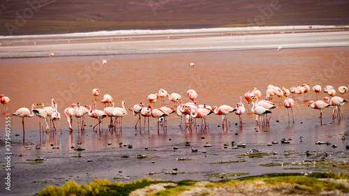 Flamingos in the Laguna Colorada (Red Lagoon) in Bolivia
