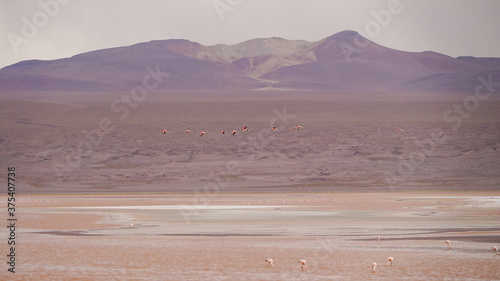 Flamingos in the Laguna Colorada (Red Lagoon) in Bolivia 