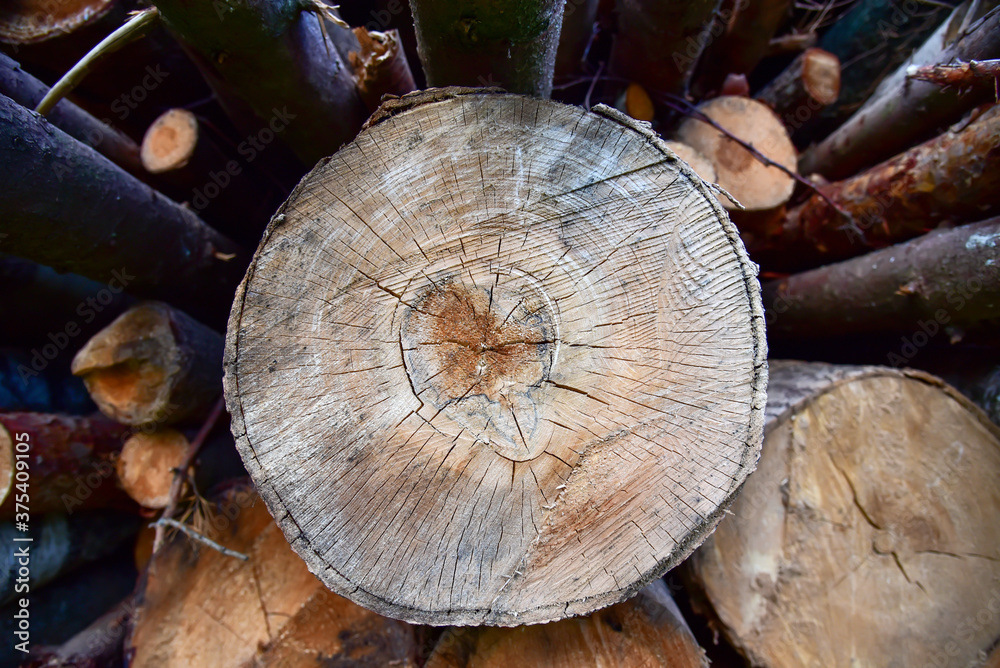 Large quantity of cut and stacked timber in forest for transported. Stack of cut logs background. Logging timber industry. Wood logs at illegal logging