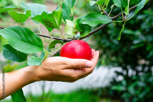 a woman’s hand holding a ripe red apple that hangs on a branch of an apple tree. Close view of a female hand picking an apple from a tree. Selective focus.