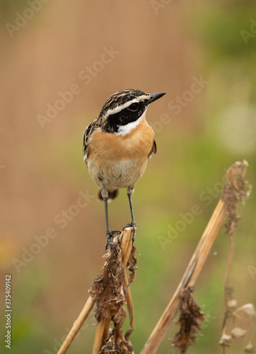 Whinchat perched on dry twig, Bahrain