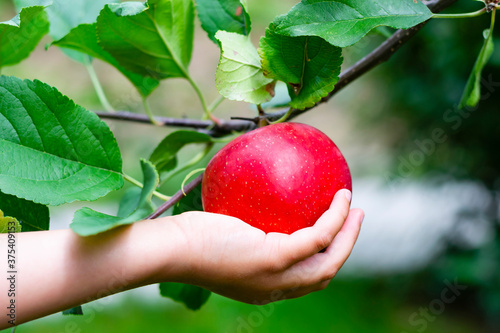 a child’s hand holds a ripe red apple that hangs on a branch of an apple tree. Close view of a kid’s hand picking an apple from a tree. Selective focus.