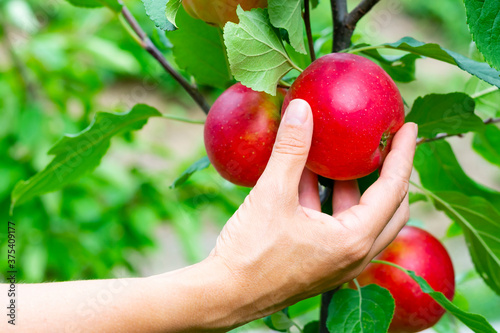 Close view of a woman’s hand picking ripe red apples hanging on a branch of an apple tree. Selective focus.