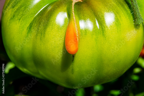 close view of a green tomato with a funny red outgrowth looking like a nose. A tomato of a strange anomalous shape due to abnormal weather condition. Selective focus.