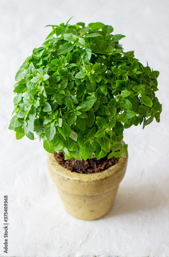 Fresh green basil on a white background. Diet. Healthy eating. Fresh green basil on a white background. Diet. Healthy eating.