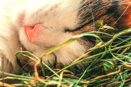  Sleeping feline cute cozy adorable home cat lying on dry green grass close up toned in warm colors tones as illustration of cosiness and comfort