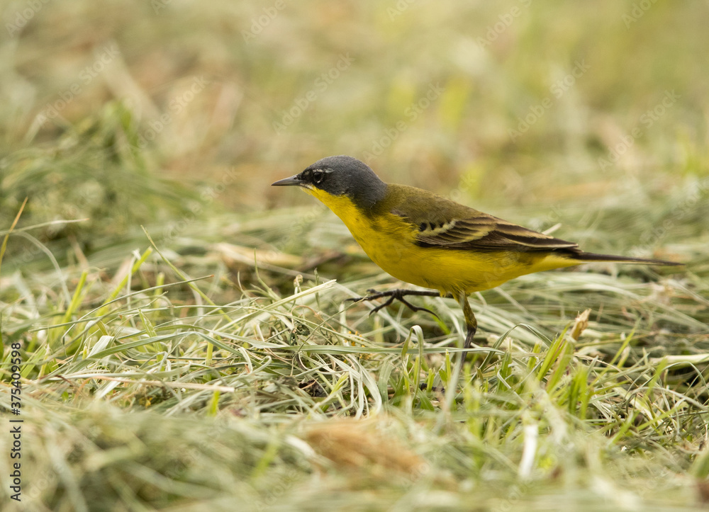 Yellow wagtail in search of food on the ground, Bahrain Yellow wagtail in search of food on the ground, Bahrain