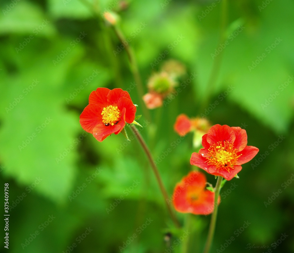 Obraz premium łąka