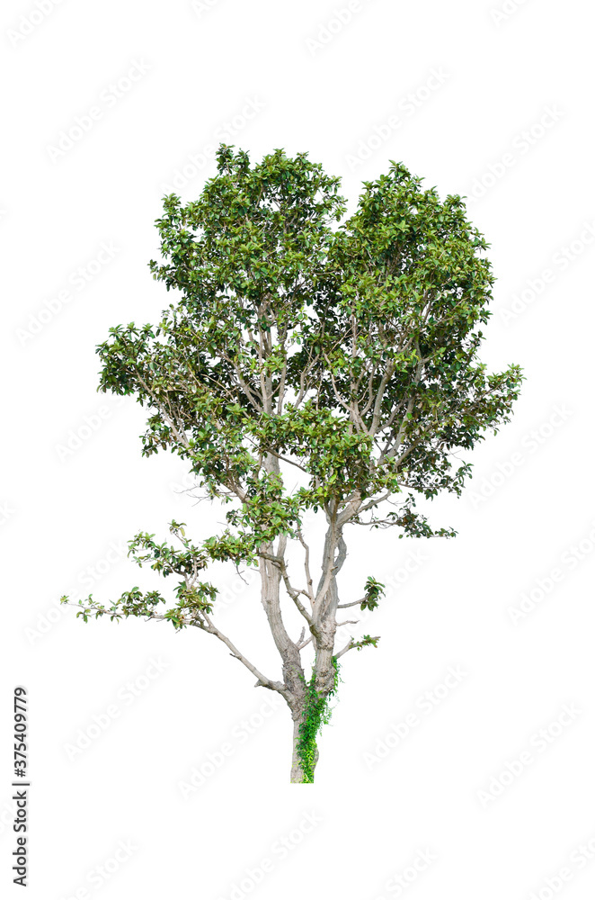 a big tree beautiful green leaves and branch isolated on white background cut out with clipping path. a big tree beautiful green leaves and branch isolated on white background cut out with clipping path.