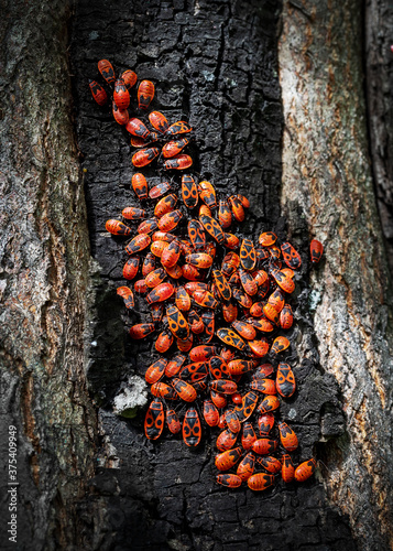 Red bug soldiers colony on a tree bark in the sunlight in autumn, selective focus.