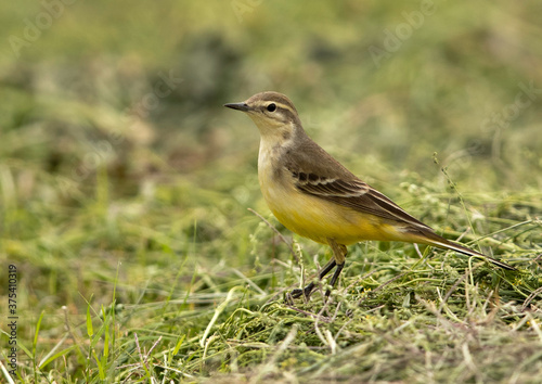 Yellow wagtail on the ground, Bahrain