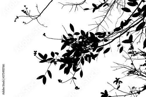green leaf isolated on white background with copy space